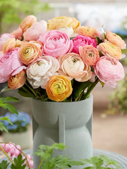 Ranunculus bloembollen Pauline Pastel