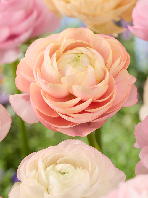 Ranunculus Amandine Pauline Pastel