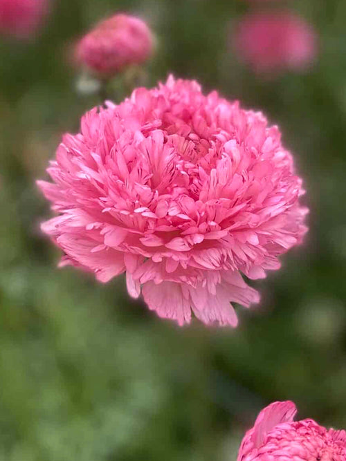 Ranonkel Poodle ‘Ramlia’