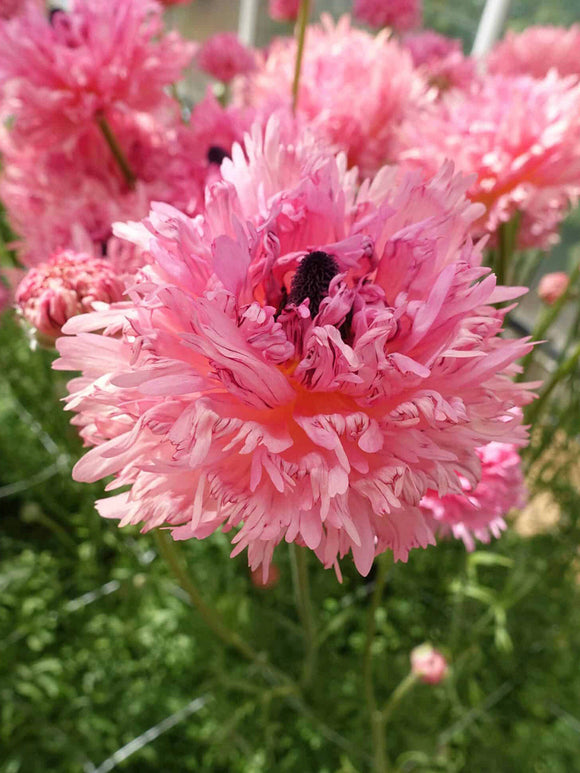 Ranonkel Poodle ‘Ramlia’