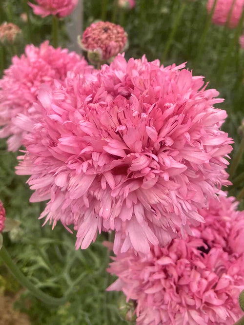 Ranonkel Poodle ‘Ramlia’