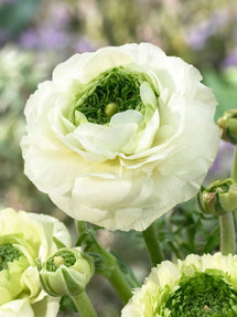 Ranunculus Reinette Crème