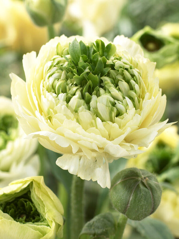 Ranunculus Bloembollen Reinette Creme