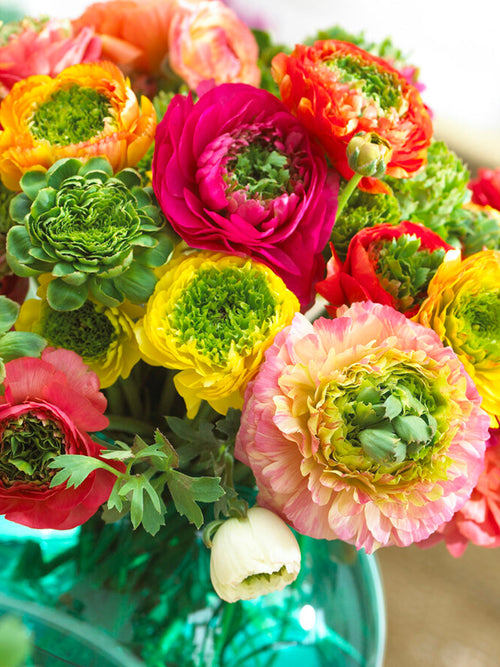 Ranunculus bloembollen Reinette Mix