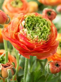 Ranunculus Reinette Oranje