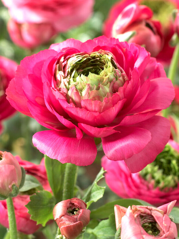 Ranunculus Reinette Roze Ranonkels