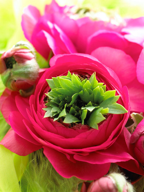 Ranunculus Ranonkel Roze Reinette