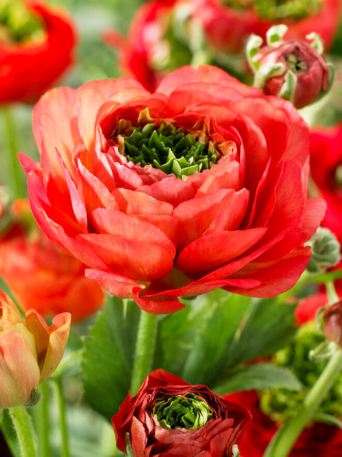 Ranunculus Reinette Rood