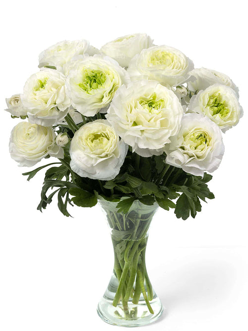 Ranunculus Romance Montenvers® met zuiver witte bloemen en groen hart