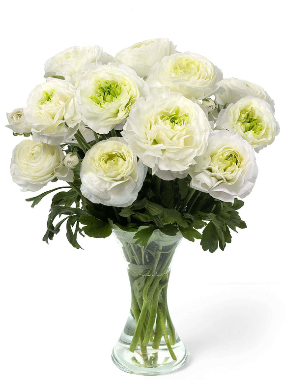 Ranunculus Romance Montenvers® met zuiver witte bloemen en groen hart