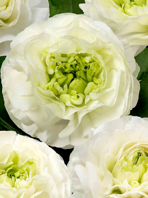 Close-up van Ranunculus Romance Montenvers® met roosachtige bloemvorm