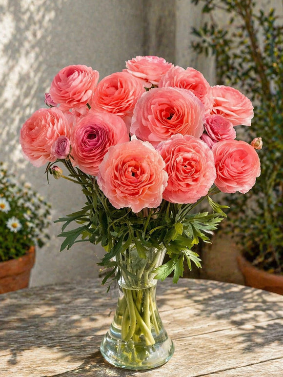 Ranonkel Romance™ Nohant