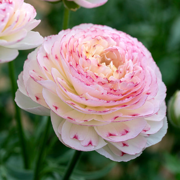 Ranonkel Romance™ Orleans