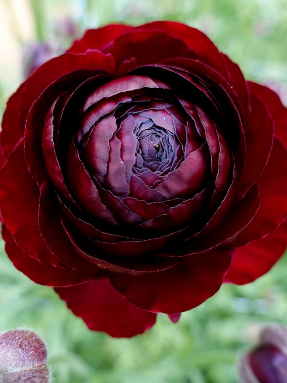 Ranunculus Romance Perigord in bloei met sterke, lange stelen