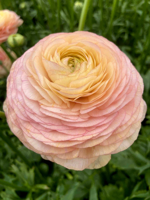 Ranonkel Romance™ ‘Salerno’