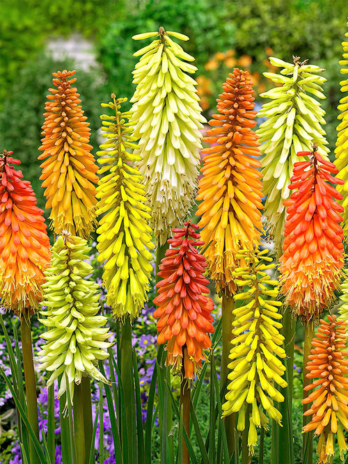Breeders Mix Fakkellelie vaste planten Fakkellelie - Kniphofia - Vuurpijl