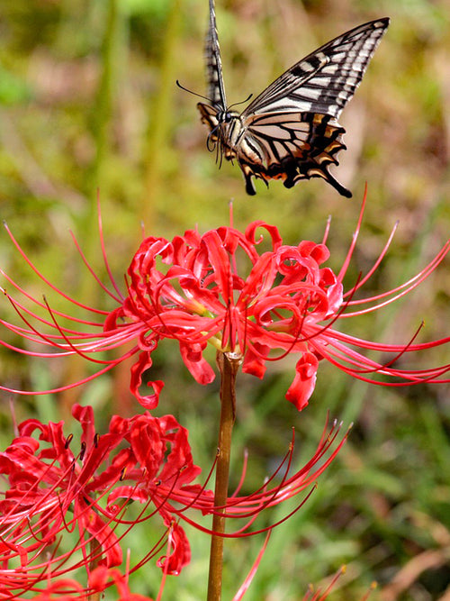Rode Spinlelies (Lycoris radiata) bloembollen online bestellen-5