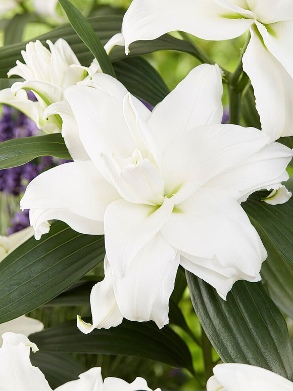 Roselily Angela - Roselily, de nieuwe stuifmeelvrije Oriental lelie