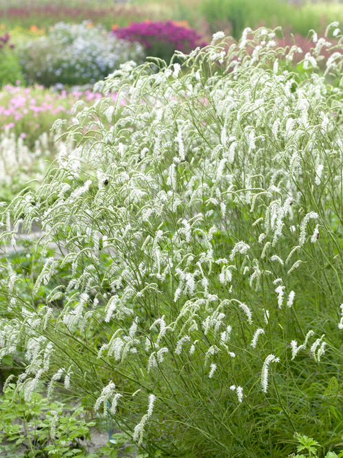 Detail van de kleine witte bloemen van pimpernel 'Albiflora'.