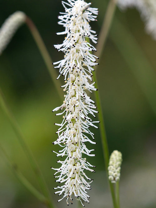 Sanguisorba 'All Time High' met lange, witte bloemaren op hoge stelen in een zomerse border.