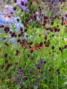 Sanguisorba Chocolate Tip (Pimpernel)