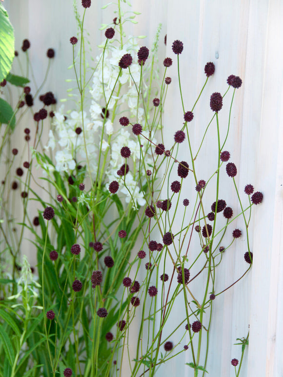 Detail van de chocoladebruine bloemen van pimpernel 'Chocolate Tip'.