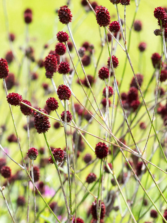 Sanguisorba 'Chocolate Tip' in bloei met donker bordeauxrode bloemen op dunne stelen.
