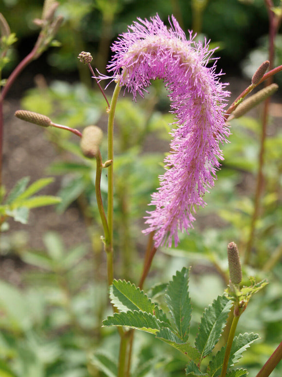 Sanguisorba Lilac Squirrel (Pimpernel)
