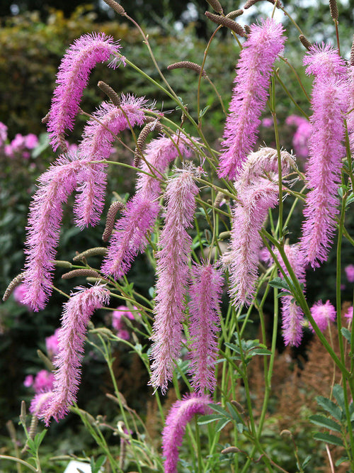 Sanguisorba 'Lilac Squirrel' met lange, pluizige lilaroze bloemaren.