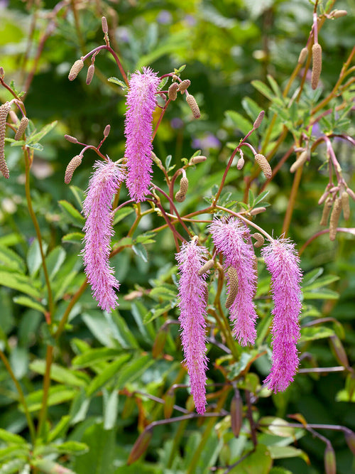 Detail van de hangende, paarsroze bloemen van pimpernel 'Lilac Squirrel'.