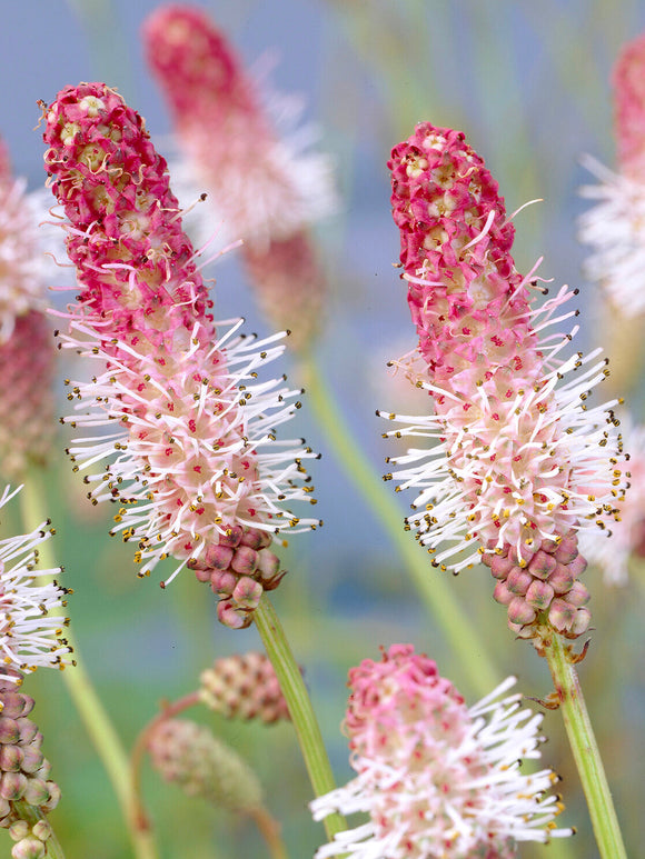 Sanguisorba 'Pink Tanna' met roze bloemaren boven het groene blad in een zomerse border