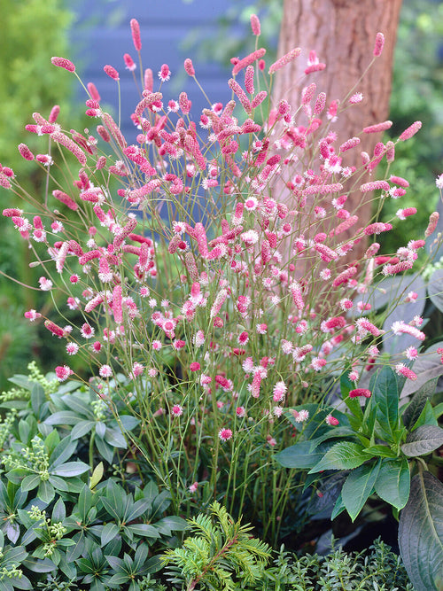 Detail van de donkerroze bloemen en lichtroze meeldraadjes van Sanguisorba 'Pink Tanna'.