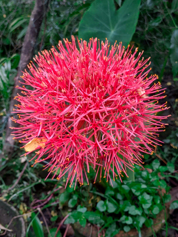 Bloemstengel van Scadoxus multiflorus met ronde rode bloem