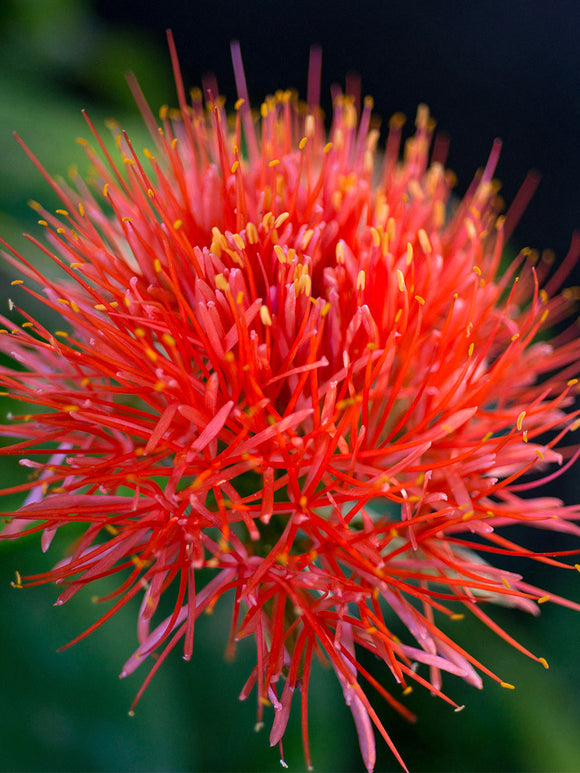 Scadoxus multiflorus groeiend in een pot tijdens de zomer