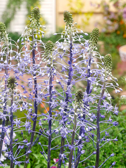 Scilla hyacinthoides ‘Blue Arrow’ in groepsbeplanting tussen voorjaarsbloemen