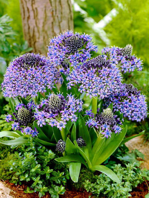 Scilla peruviana met grote, violetblauwe bloeiwijzen in het late voorjaar