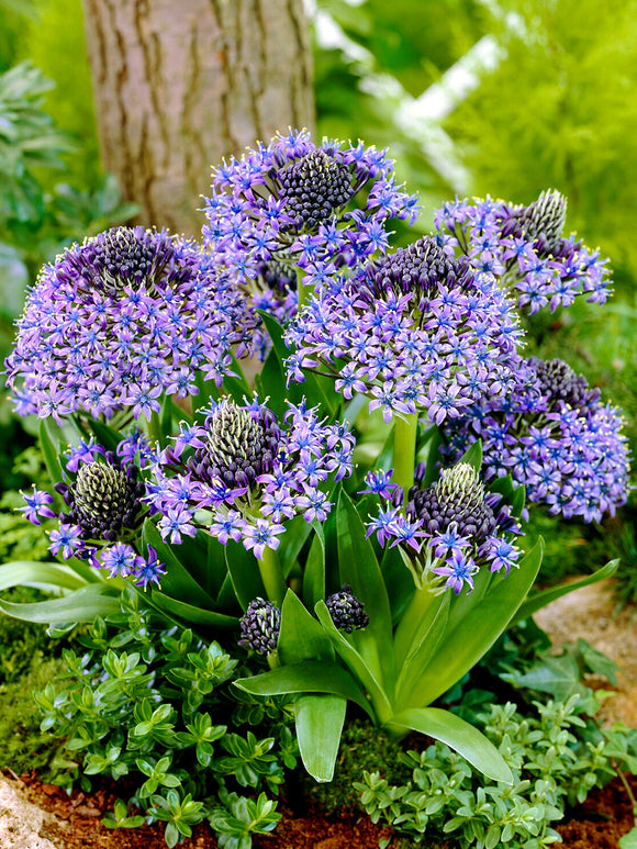 Scilla peruviana met grote, violetblauwe bloeiwijzen in het late voorjaar