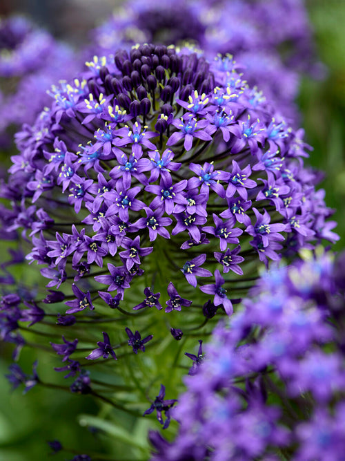 Close-up van de koepelvormige bloemen van Scilla peruviana