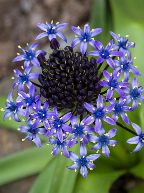 Scilla peruviana geplant in border en pot op een zonnige plek