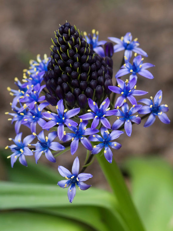 Scilla peruviana