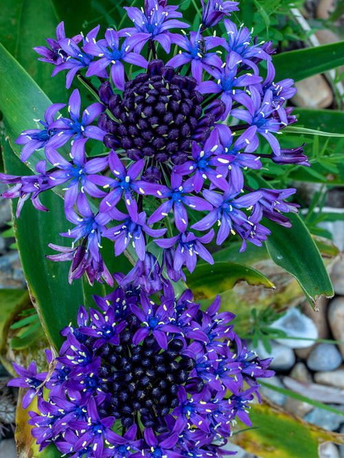 Scilla peruviana