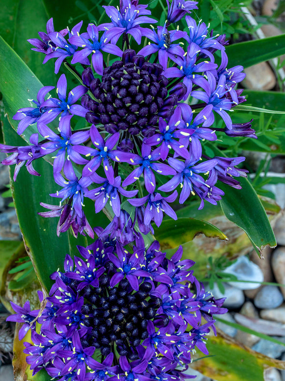 Scilla peruviana