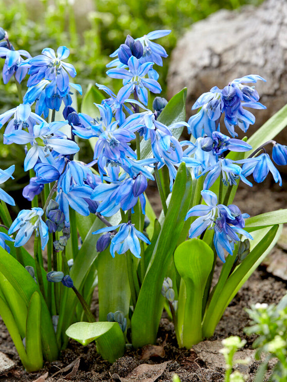 Kopen siberian squill bollen