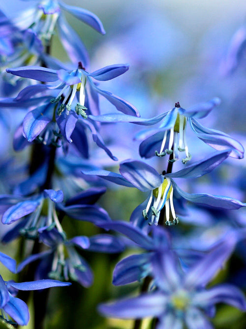 Scilla Siberica (Siberian Squill)