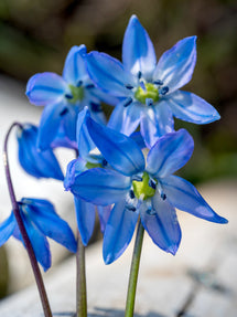 Scilla Siberica (Sterhyacint)
