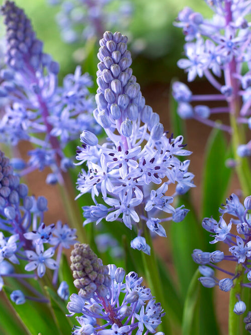 Close-up van de stervormige bloemen van Scilla litardierei