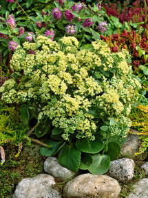 Sedum Sunkissed (Hemelsleutel)