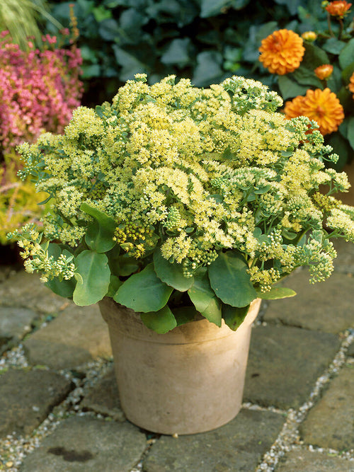 Sedum Sunkissed (Hemelsleutel) vaste planten kopen