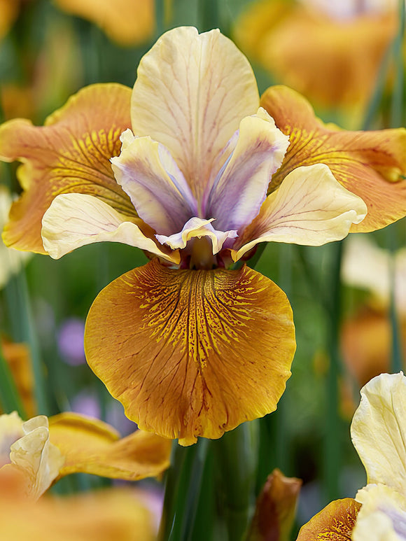 Iris Sibirica - Siberische lis Colonel Mustard