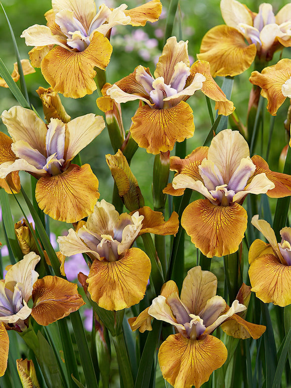 Iris Sibirica - Siberische lis Planten Colonel Mustard